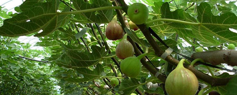 无花果容易长虫吗？