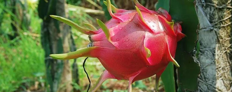 火龙果从种植到结果需要多长时间？