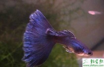 幸福树施什么肥能茁壮生长