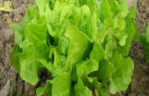 蟹爪兰怎么繁殖（蟹爪兰扦插方法）