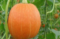 采收加工黄瓜种子的标准操作