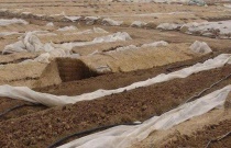 水稻纹枯病的综合防治技术