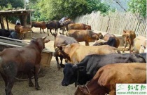 蛇床子素的优点