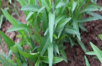 空心菜和菠菜的区别？