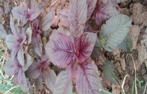 蟹爪兰的嫁接方法配图（嫁接蟹爪兰图片）