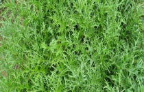 芦荟种苗要巧繁殖