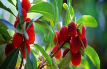 春季小麦起身至拔节期管理