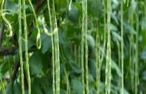 水仙花什么时候开（有几种颜色）