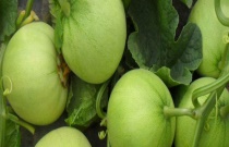 番茄根部病害是哪三种（发病症状及防治措施是什么）