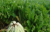 雪菜南方和北方一样吗？