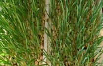 香雪兰盆栽技术