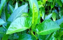 空心菜有心吗?