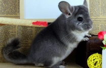 文竹有什么作用