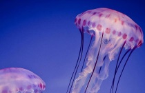 玉米苗后除草剂的使用（玉米苗后除草剂使用技术）