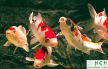 蕨菜吃了对人体好吗？