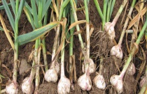 大蒜枯叶病怎么防治