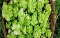 全析（大棚丝瓜高产栽培技术）