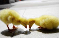 不同蔬菜应选用不同叶面肥