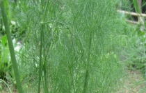 茴香是香菜吗？