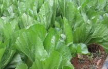 雏菊怎么养（雏菊的养殖方法）