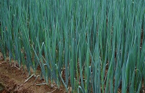 番茄植株萎蔫要巧解决