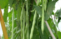 夏秋季白兰花叶片脱落需要巧防治 夏秋季白兰花叶片脱落需要巧防治
