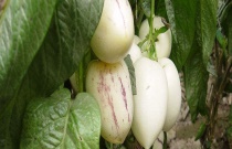 人参果菜果和圆果的区别？