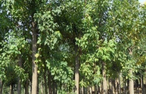 无子西瓜的管理技术及培植方法（二）