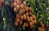 易见花木育苗的技术窍门