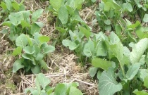 苗圃（樱花春季扦插技术指导）