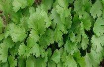 毁灭性病害——枣疯病