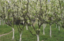 玉米晚收还想增产的必备条件