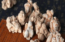 桫椤介绍（桫椤是什么植物）