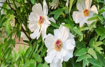 正确的优化技术提高棉花苗床供肥能力