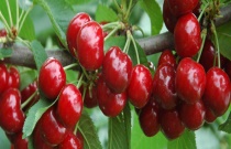樱桃南方可以种植吗？