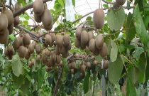 大蒜锈病严重怎么办（如何防治大蒜锈病）