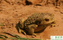 醚菌酯都能防治什么病害