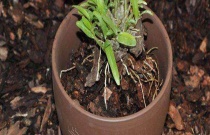 石斛裸根好成活吗？