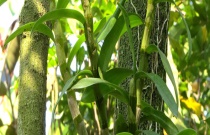 石斛和铁皮石斛的区别？