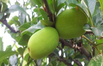 判断农家肥腐熟的简单方法