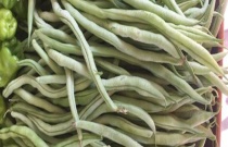 棉花想高产要牢记的十大秘诀