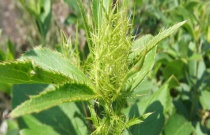 粪肥如何合理施用（合理施用粪肥方法）