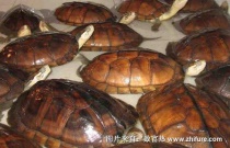 大蒜的水肥管理技术