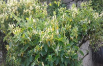 金银花土壤要求