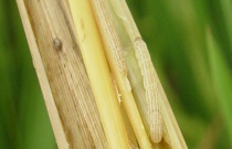 卷心菜如何育苗（（卷心菜育苗期管理技术））