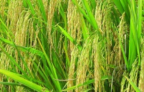 水稻草可以用来做什么？