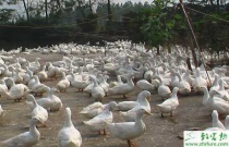 菠菜越冬施肥技术