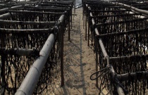 葡萄蓟马如何防治（葡萄蓟马防治方案）