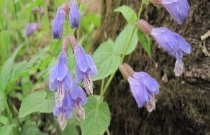 管理马铃薯有秘诀