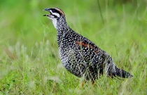 鹧鸪公母鉴别多久？